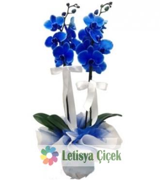Mavi orkide saksi-lts-0126