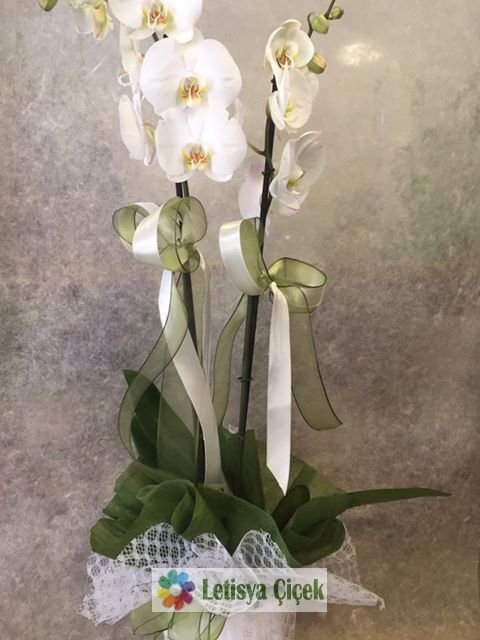 Orkide saksi-023444