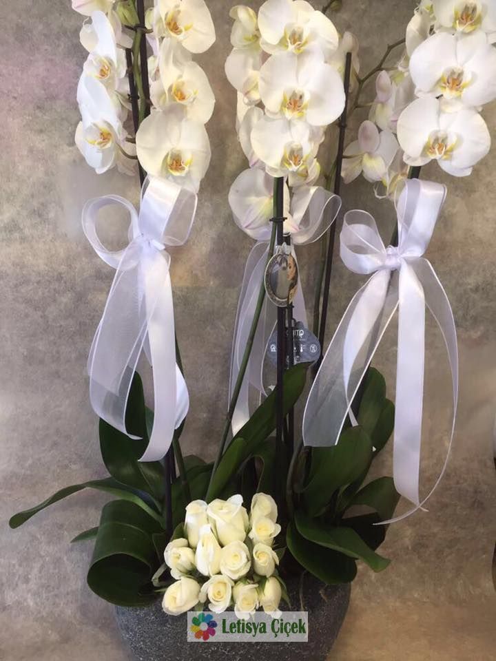 Orkide Saksı Beyaz-Lets-03811