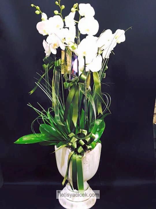 Orkide Saksı Beyaz-Vip-666