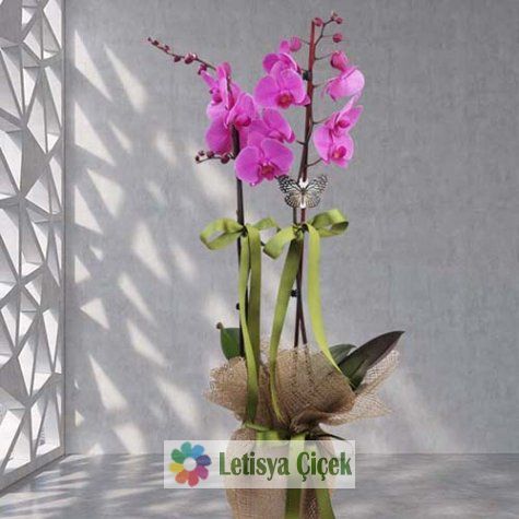 Orkide Saksı-Lts-000333