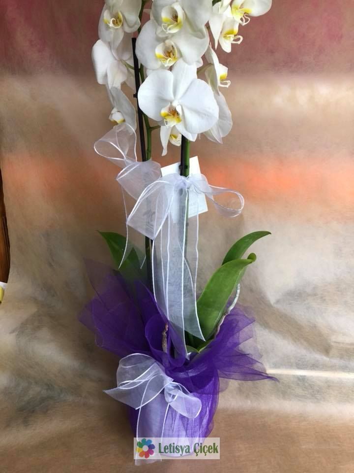 Orkide saksi-lts-3983