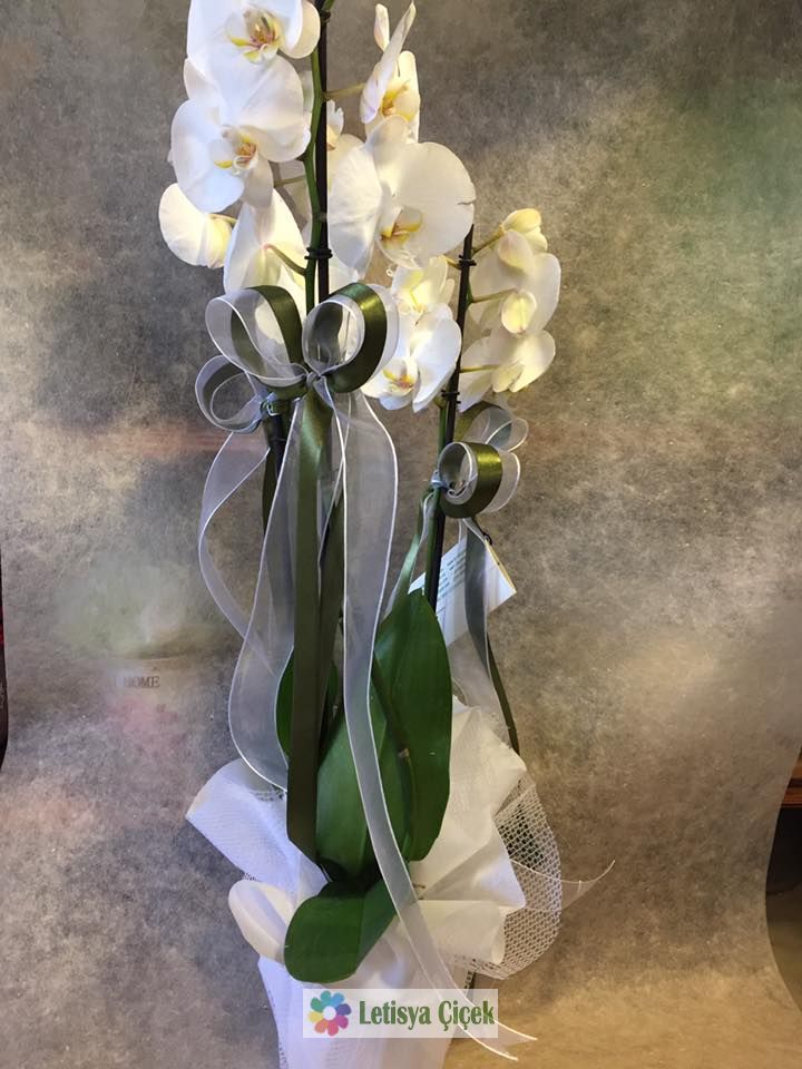 Orkide Saksi-lets-083