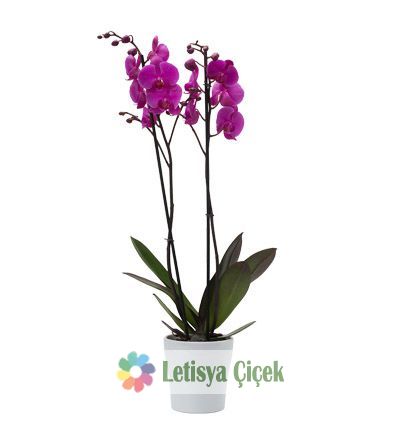 Orkide  Seramikli-lts-0022