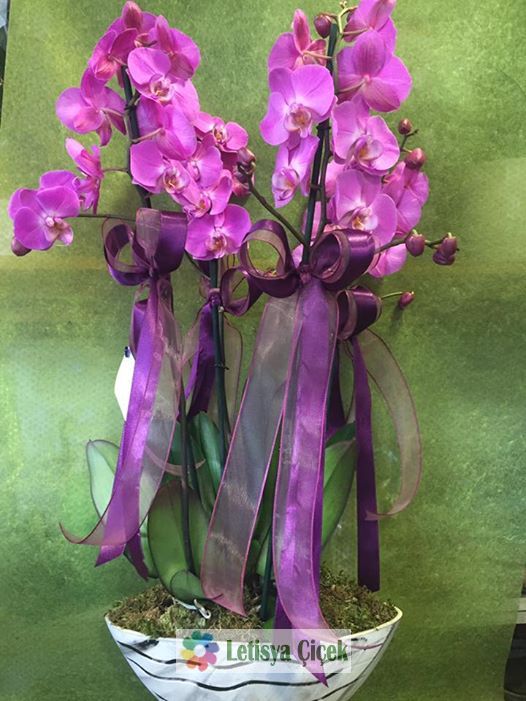 Orkide  Seramikli-teb-8722