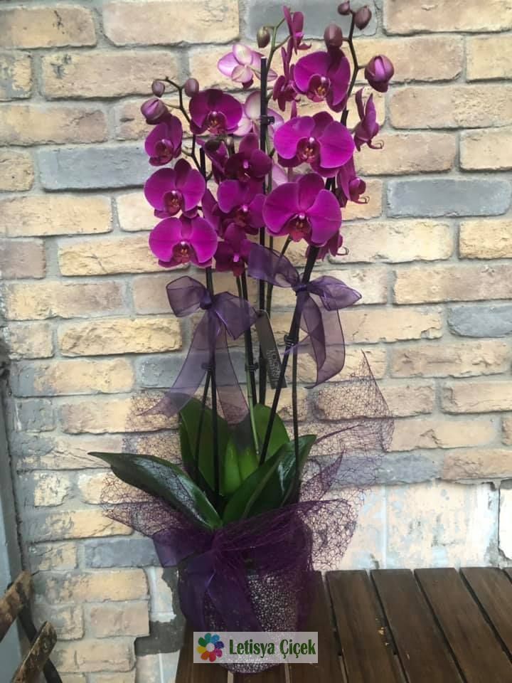 Orkide fusya Seramikli-lts-a3