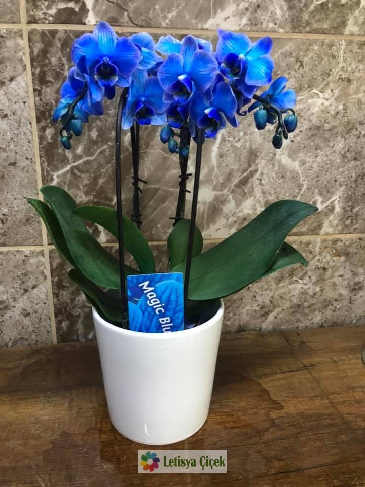 Orkide mavi  Seramikli-lts-011990