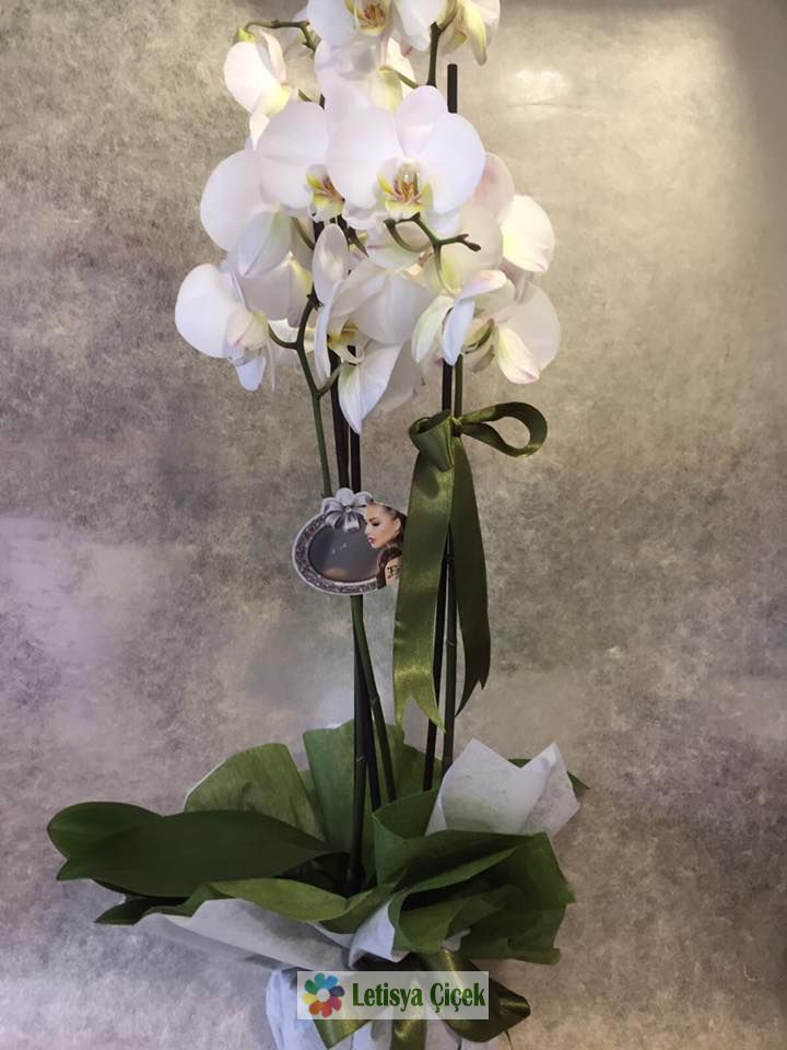 Orkide saksi-ask-933362