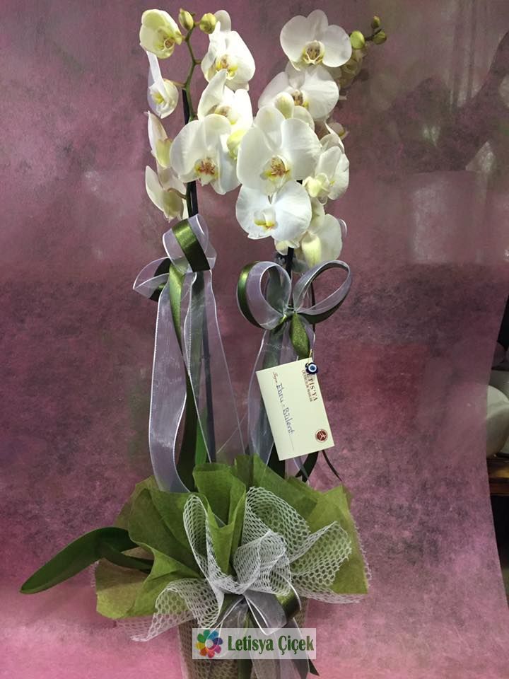 Orkide saksi beyaz -lets-01131