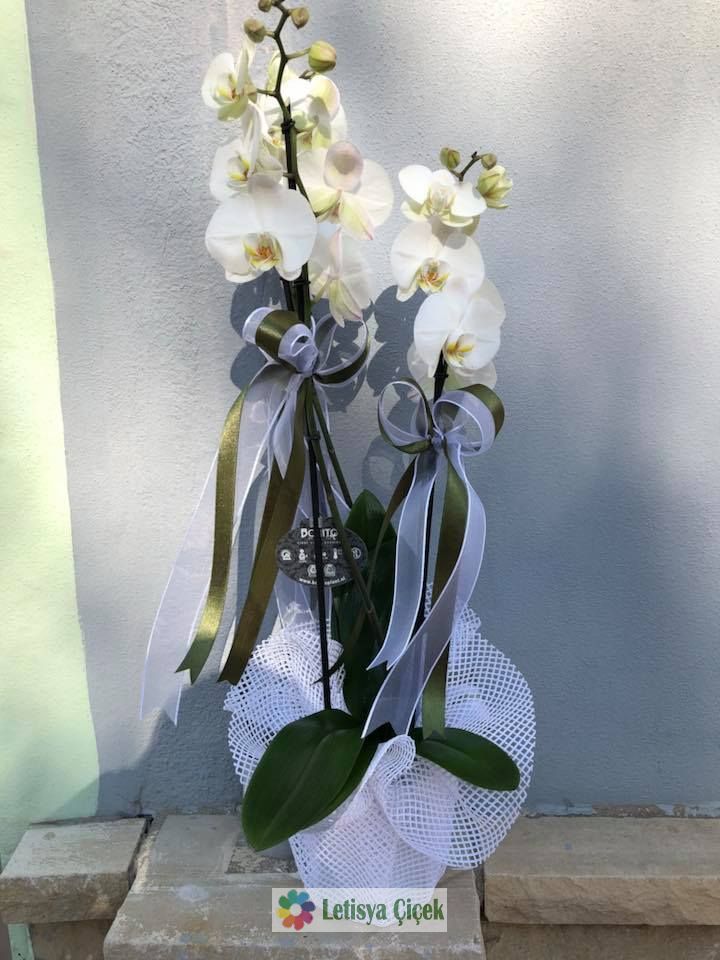 Orkide saksi-lts-001232