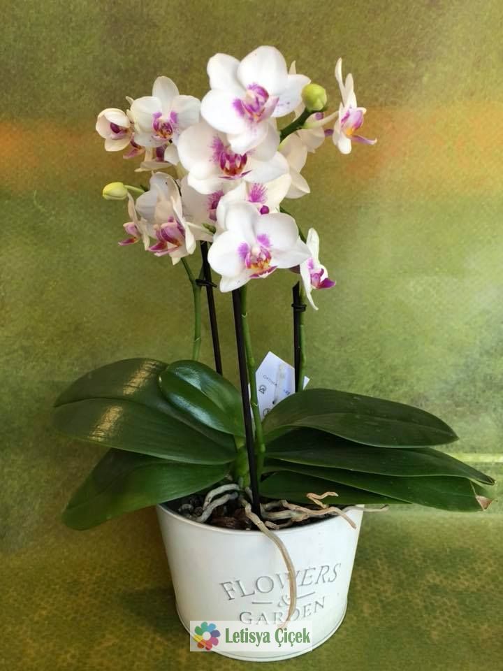 Orkide saksi-lts-00123