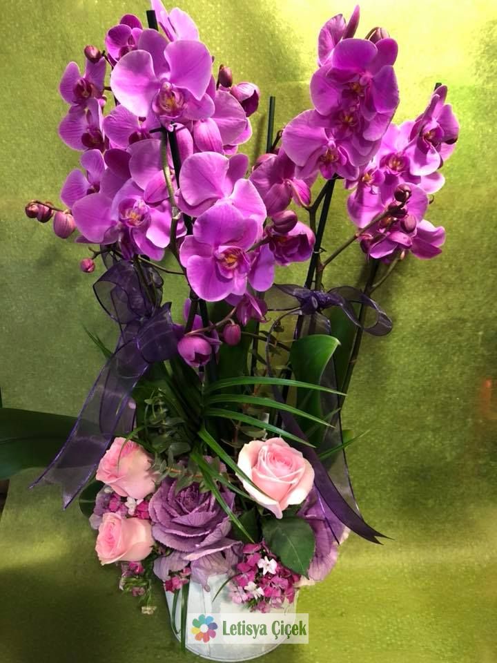 Orkide saksi-lts-