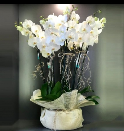 Vip beyz orkide--lts-113344