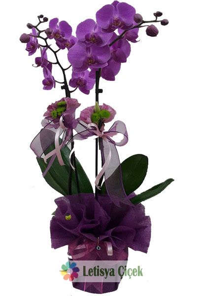 fusya rengi orkide saksi-lts-02399