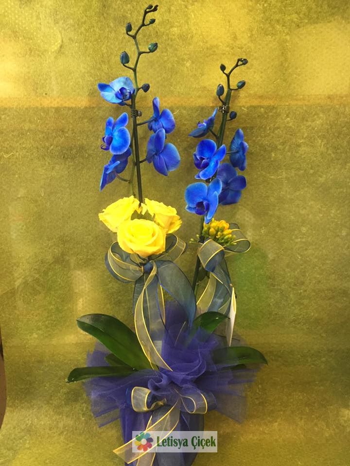 mavi orkide -an-0990