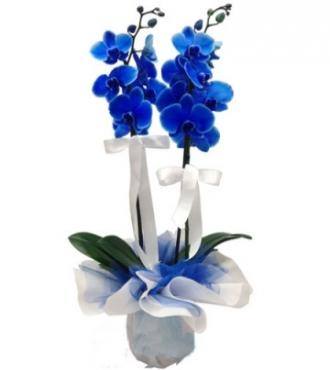 mavi orkide saksi-lts-00112