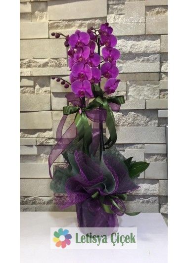 orkide saksi-lts-01223